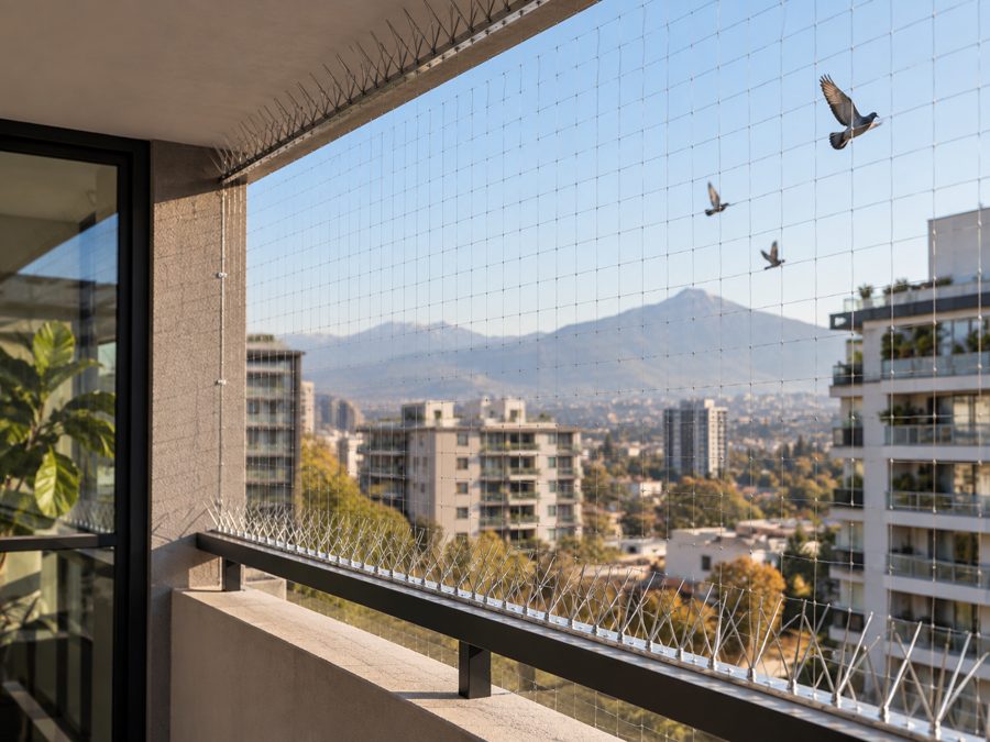 Imagen ilustrativa de aves urbanas y áreas que requieren protección.